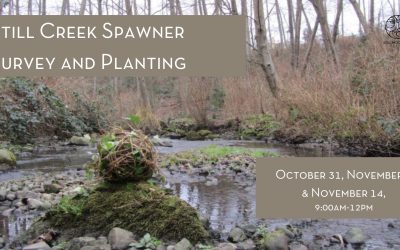 Still Creek Salmon Spawner Surveys and Planting